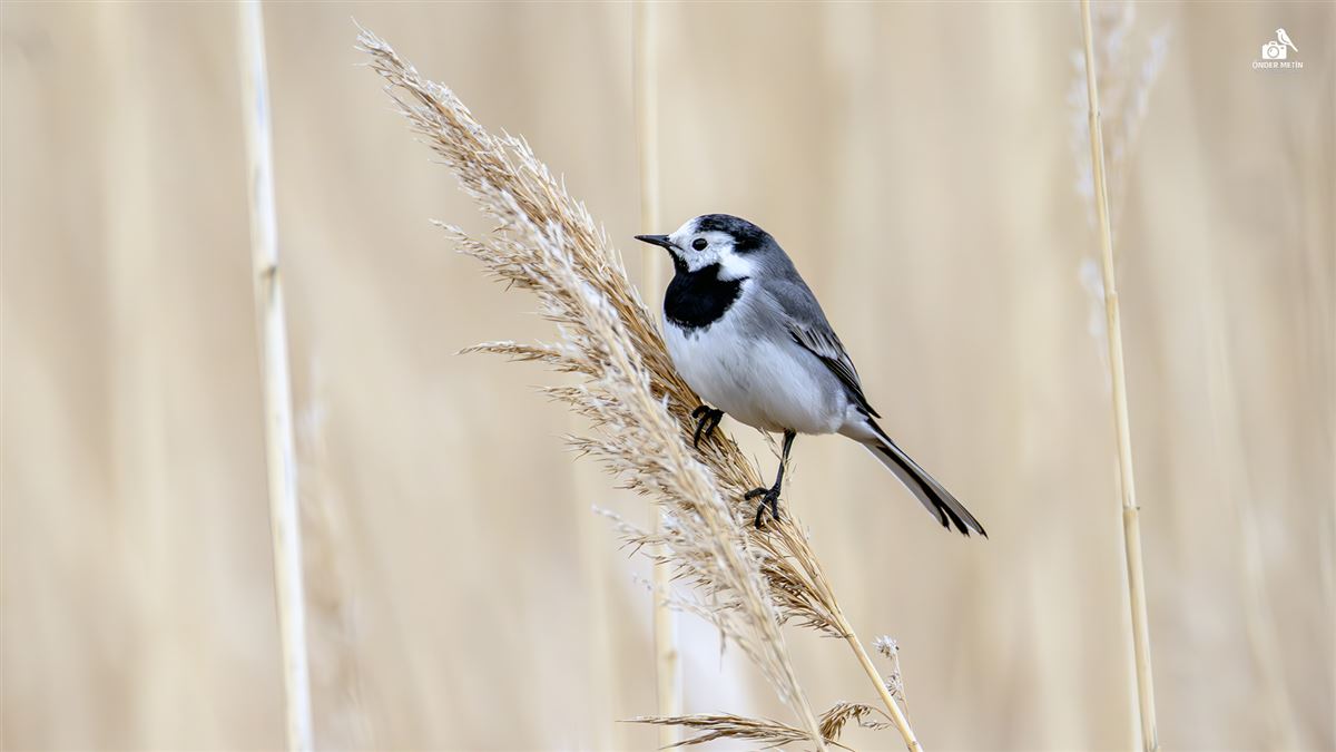 White Wagtail