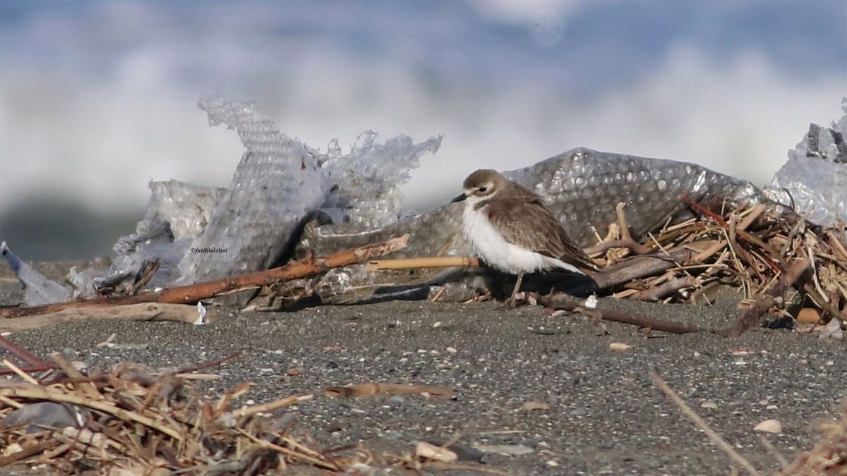 Tibetan Sand Plover