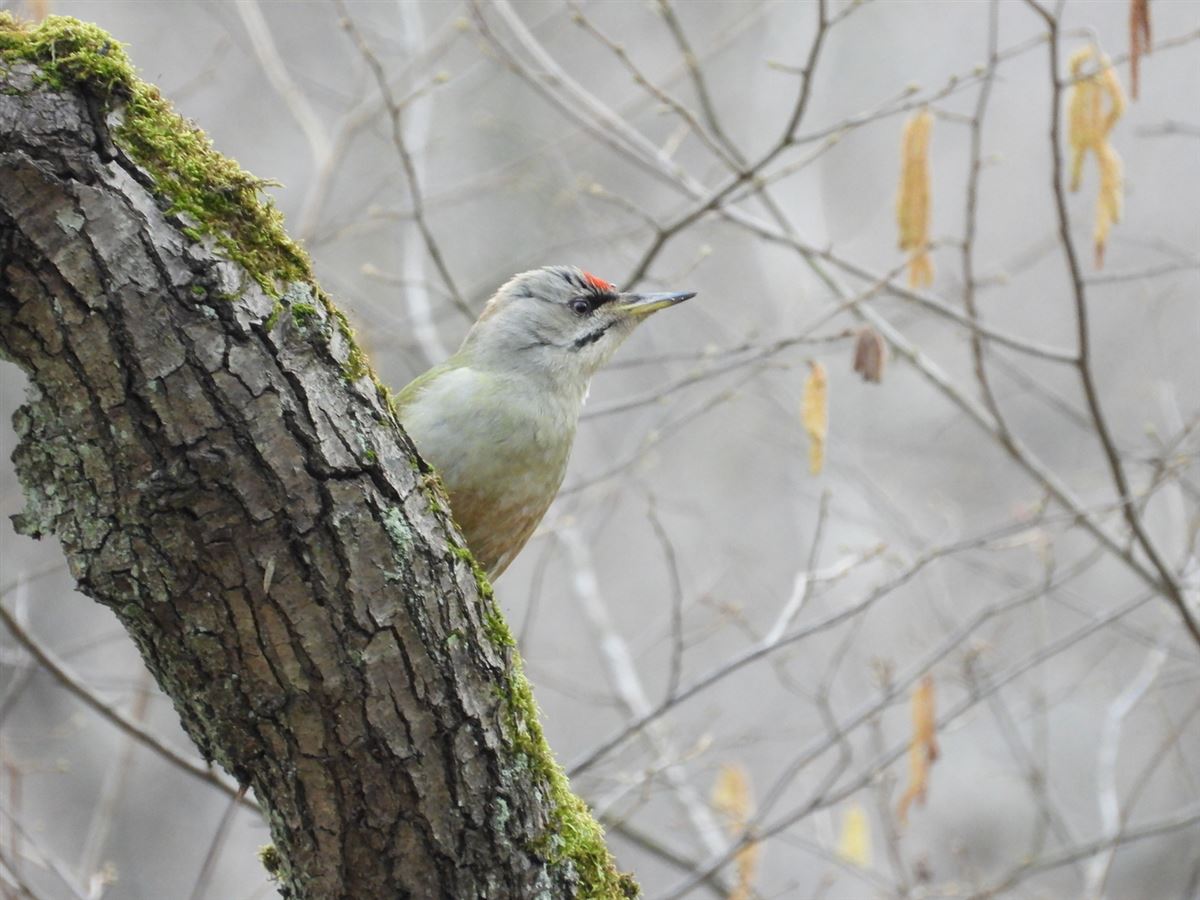 Grey-headed Woodpecker