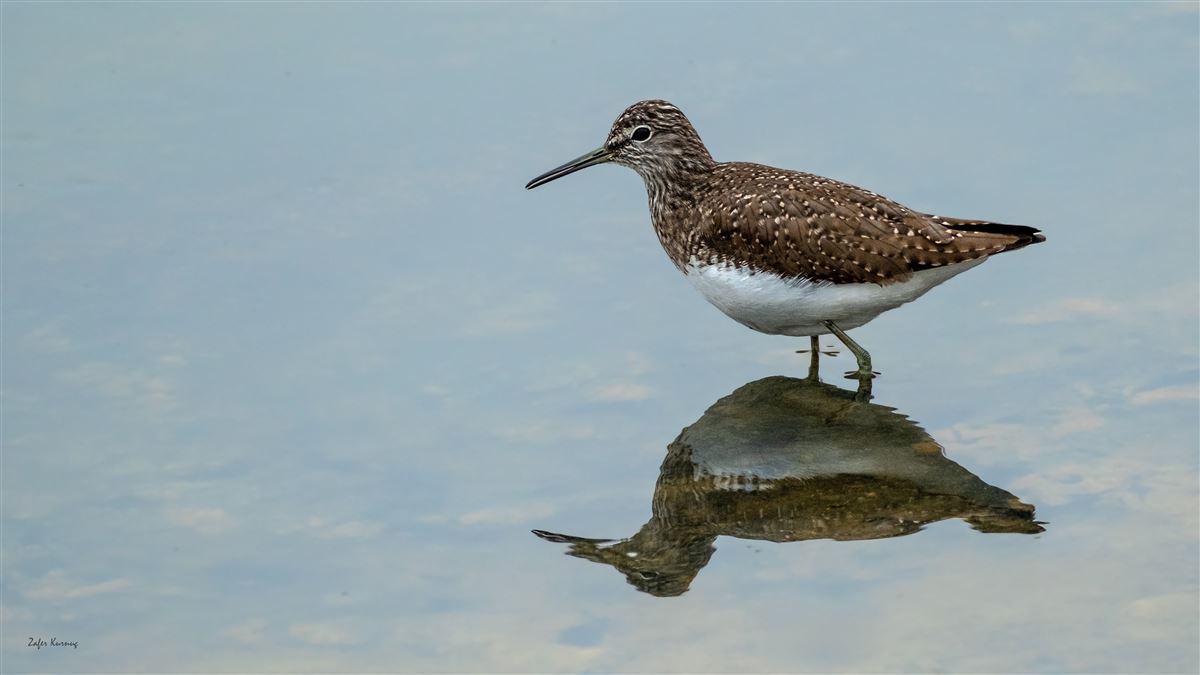 Green Sandpiper