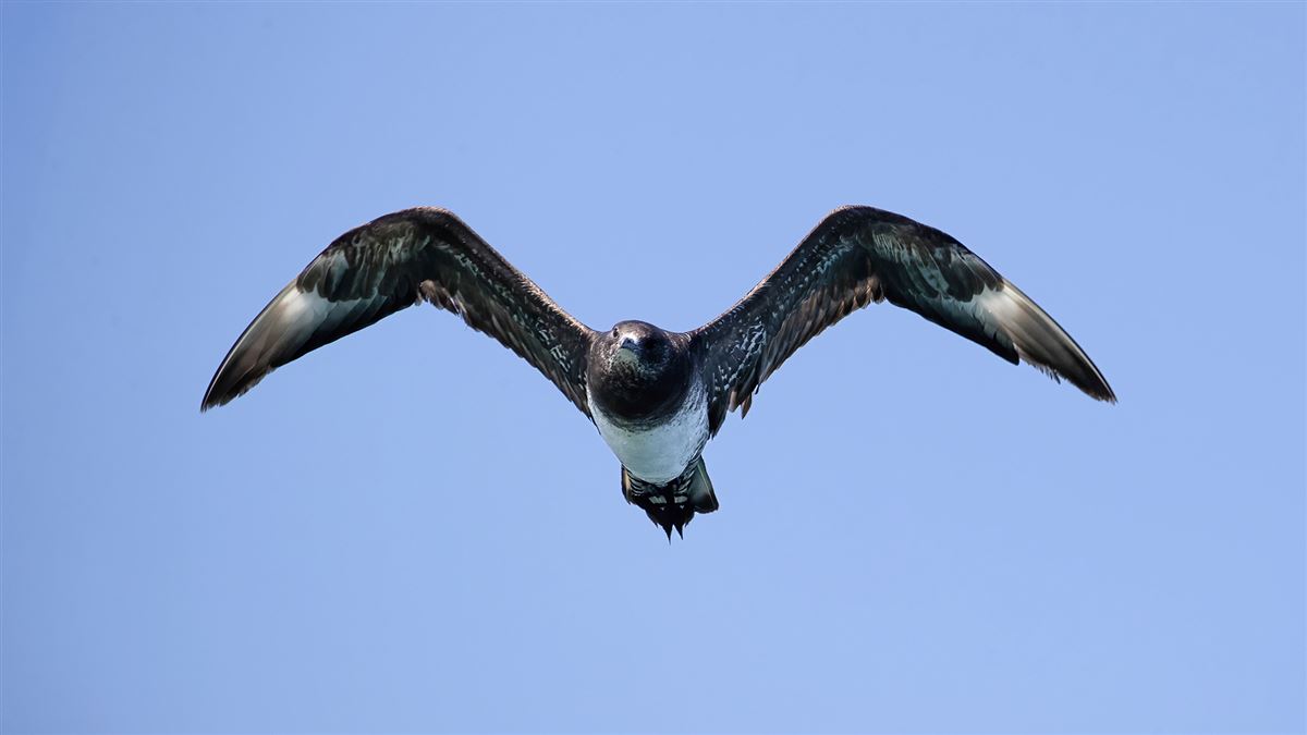 Parasitic Jaeger