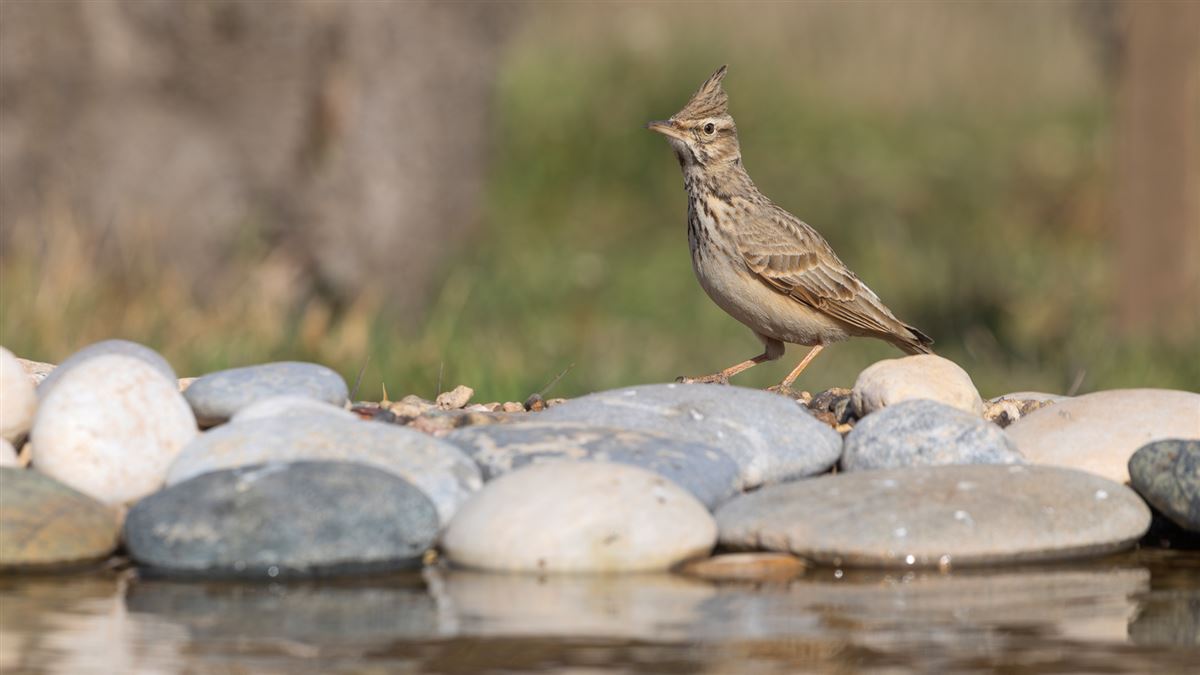 Crested Lark