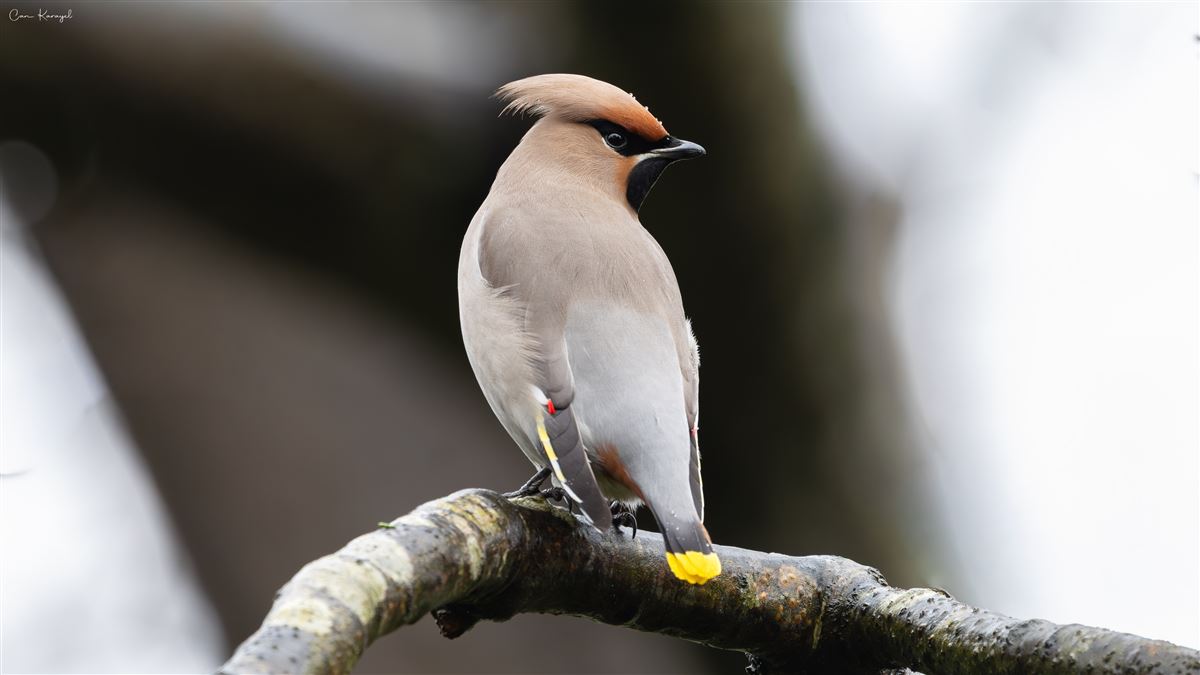 Bohemian Waxwing