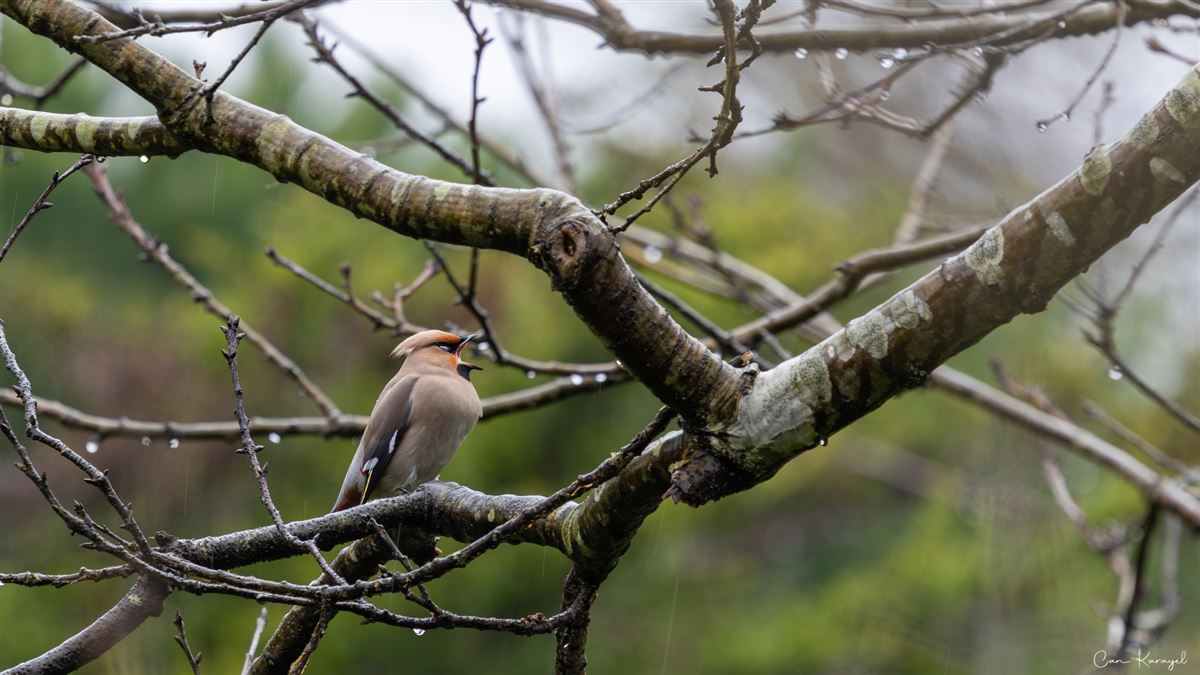 Bohemian Waxwing