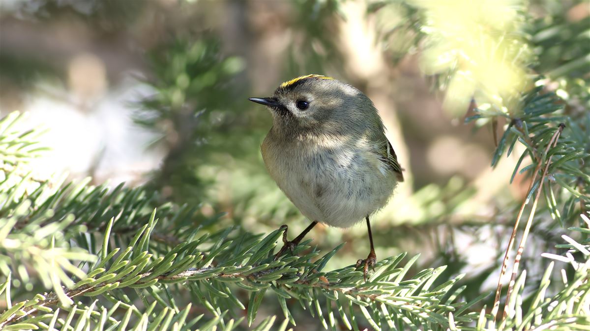 Goldcrest