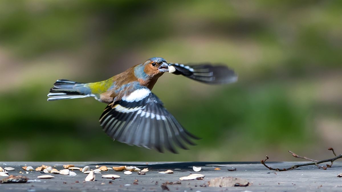 Eurasian Chaffinch