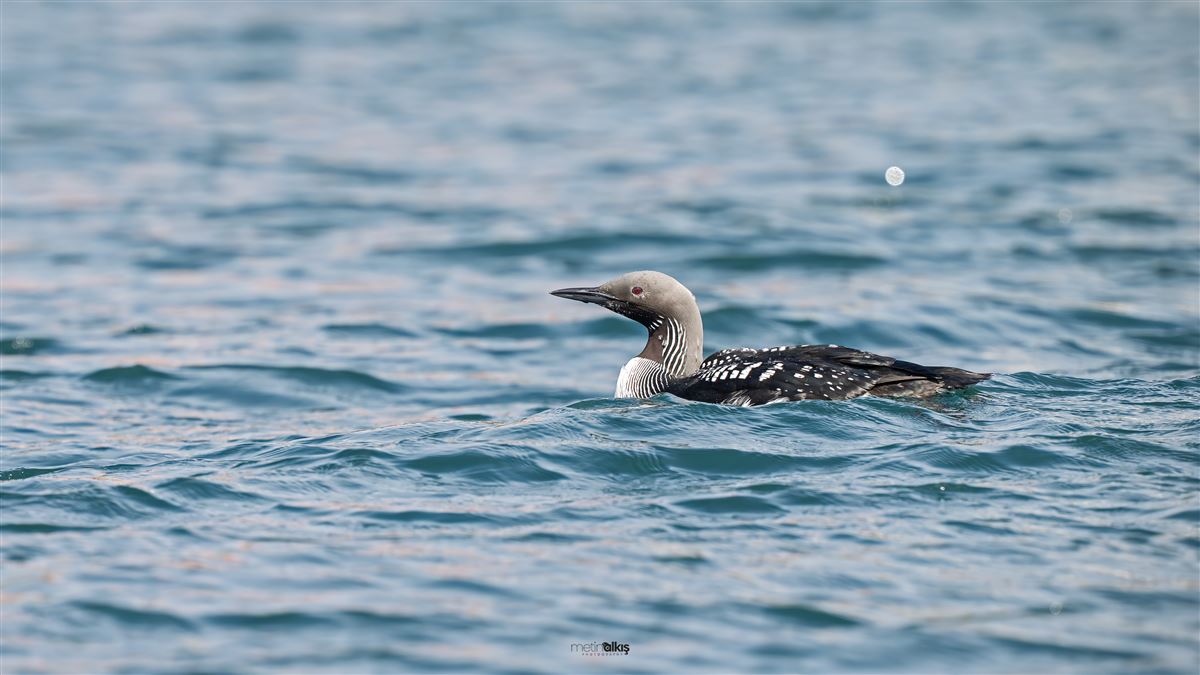 Black-throated Loon