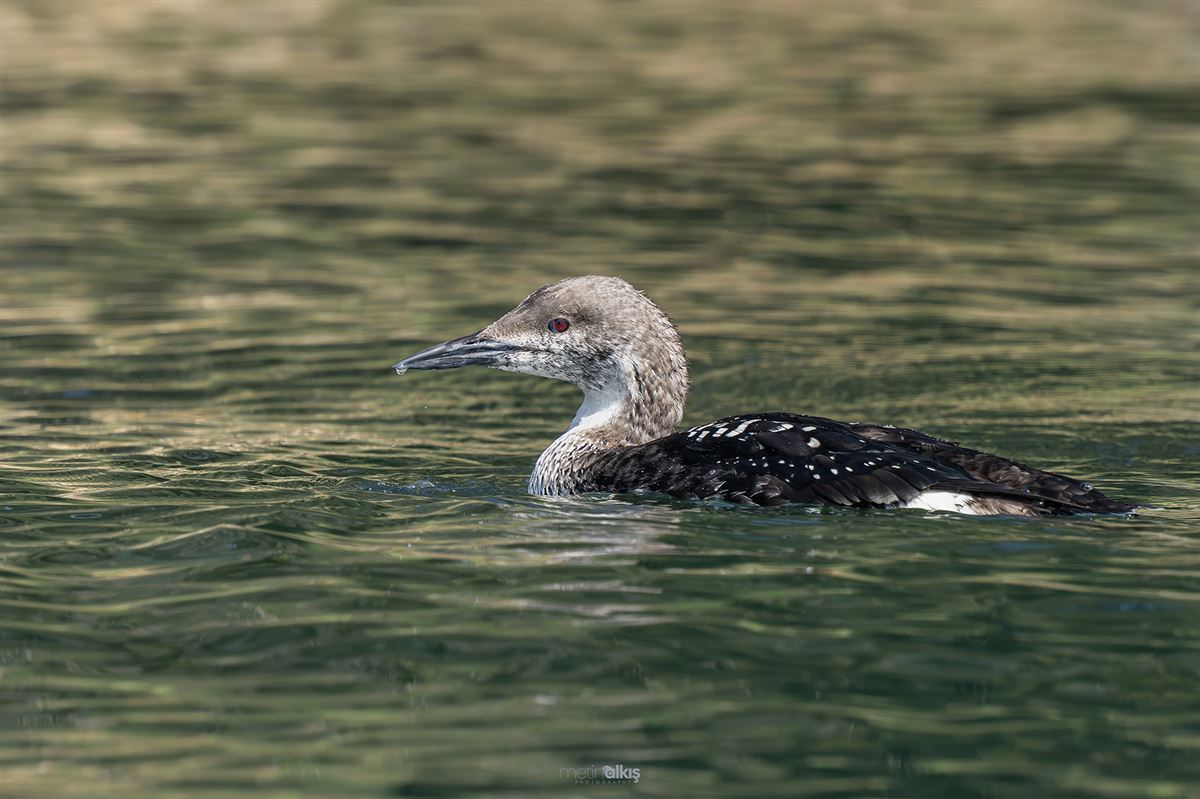 Black-throated Loon
