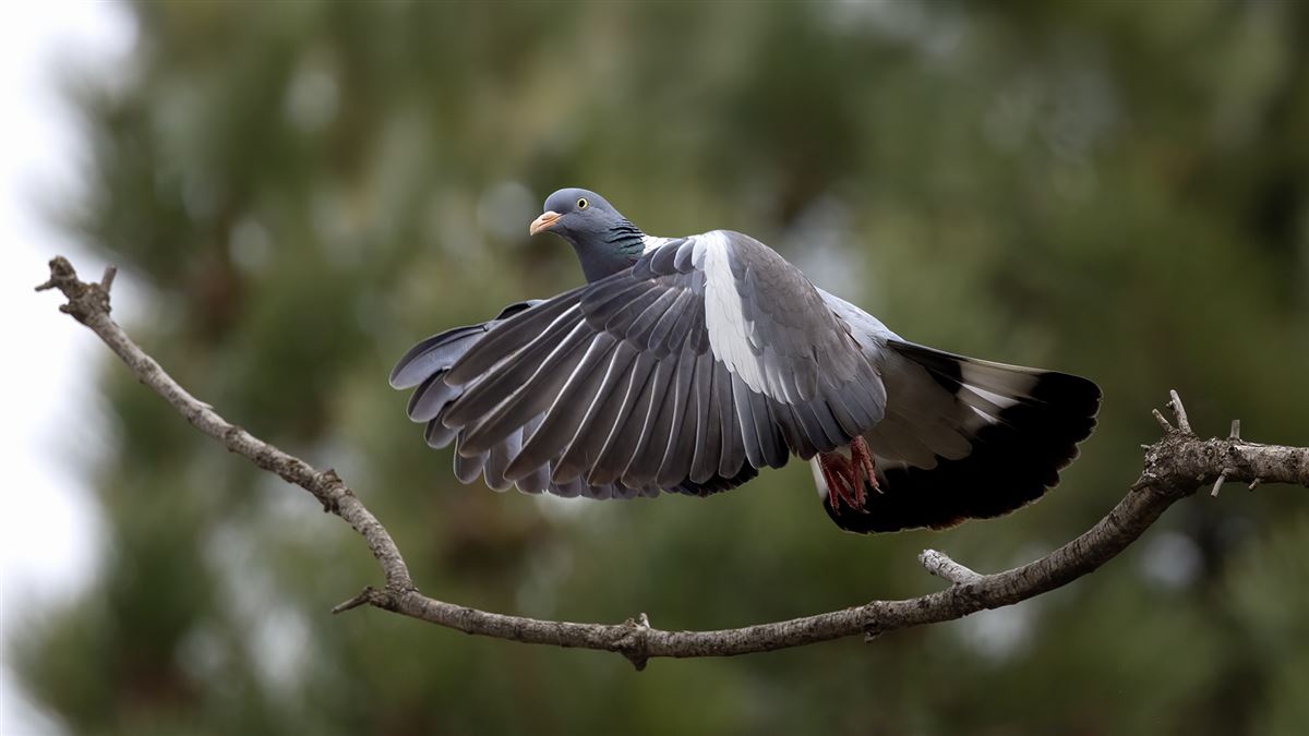 Common Wood Pigeon