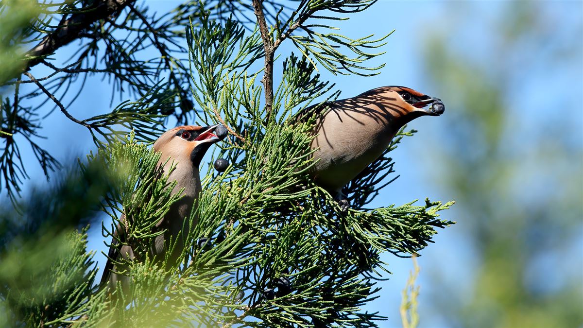 Bohemian Waxwing