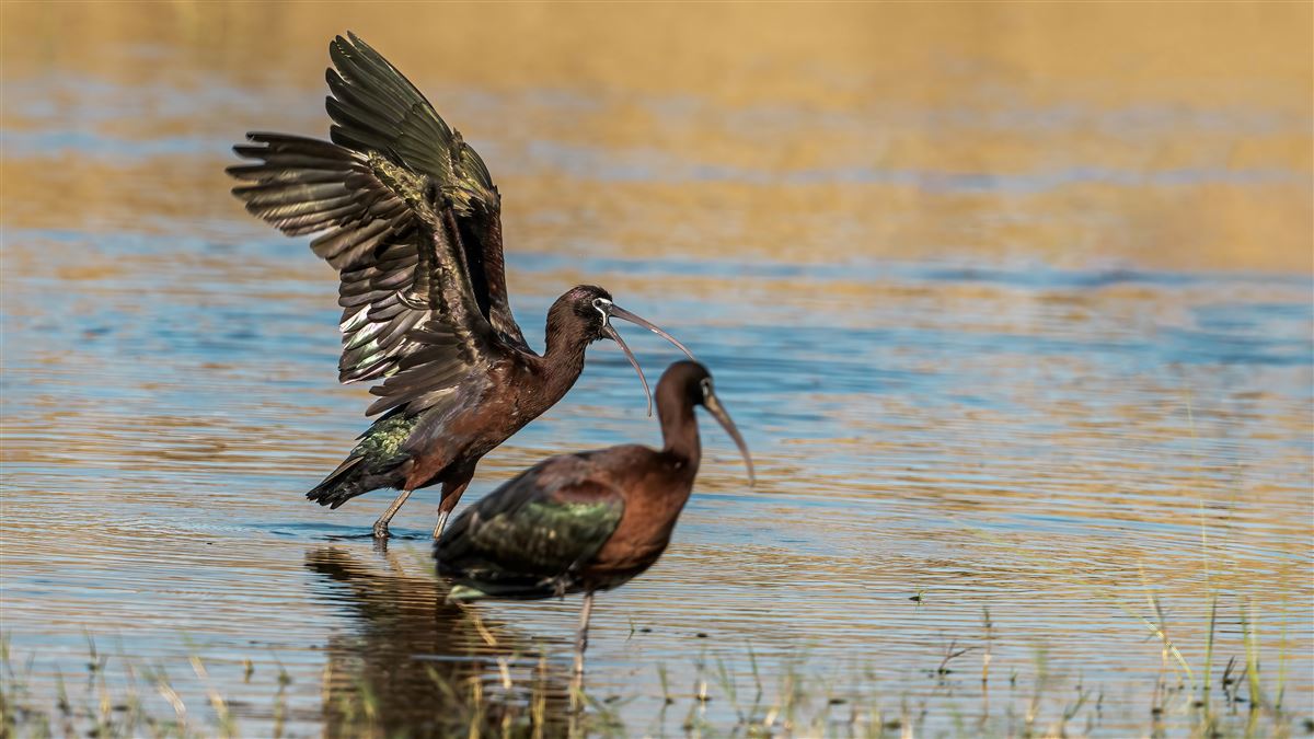 Glossy Ibis
