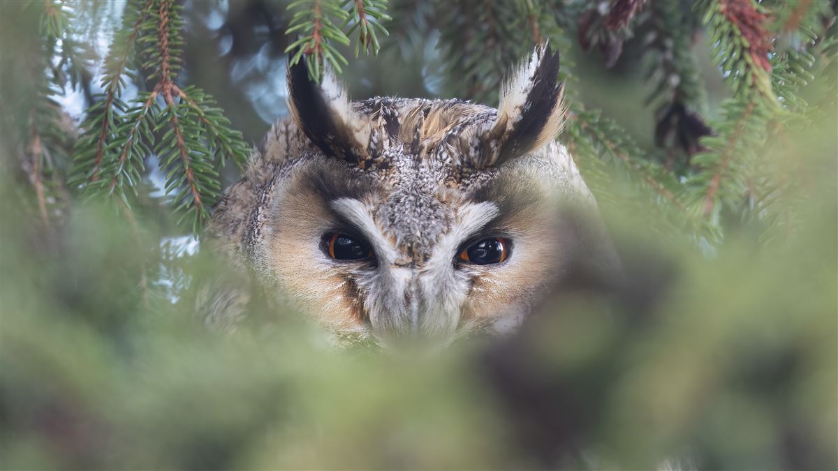 Long-eared Owl
