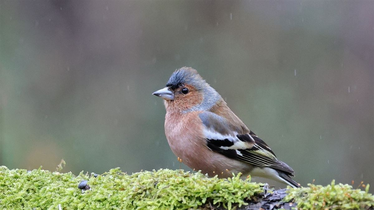 Eurasian Chaffinch