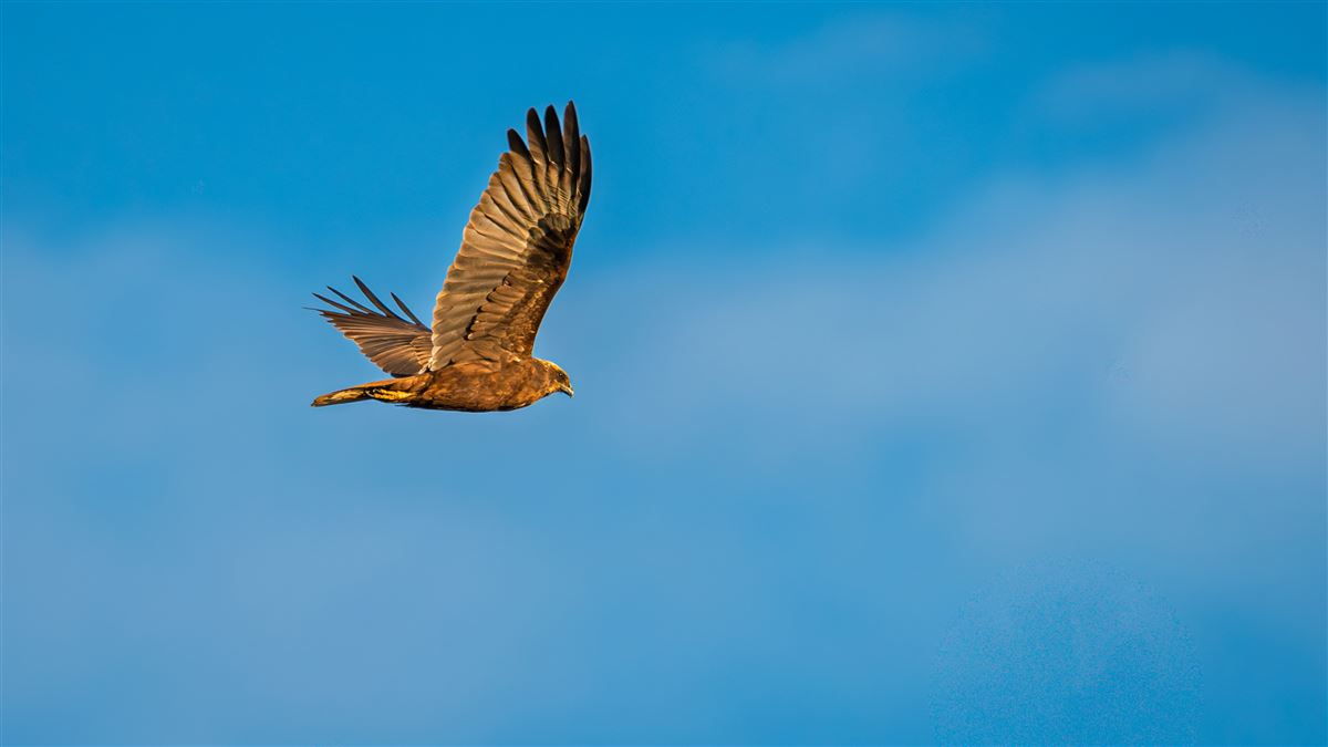 Western Marsh Harrier