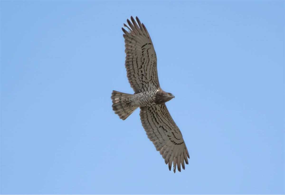 Short-toed Snake Eagle