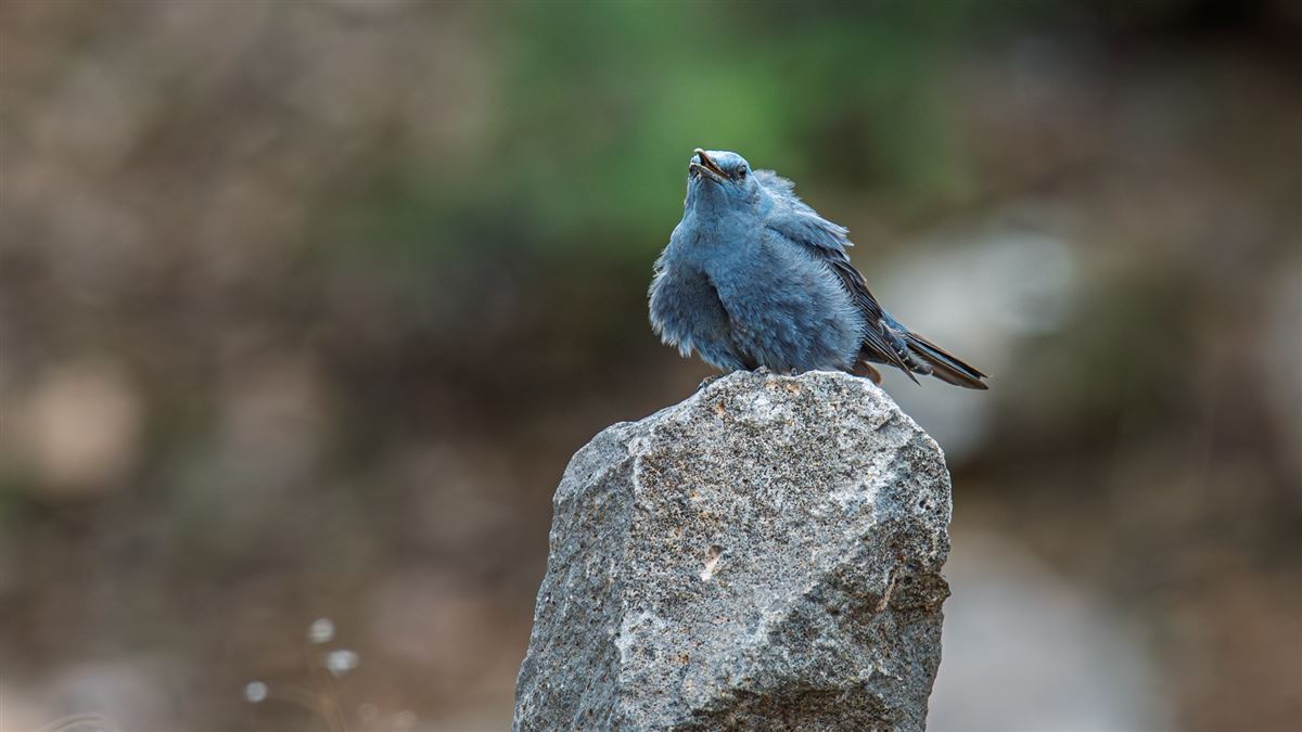 Blue Rock Thrush