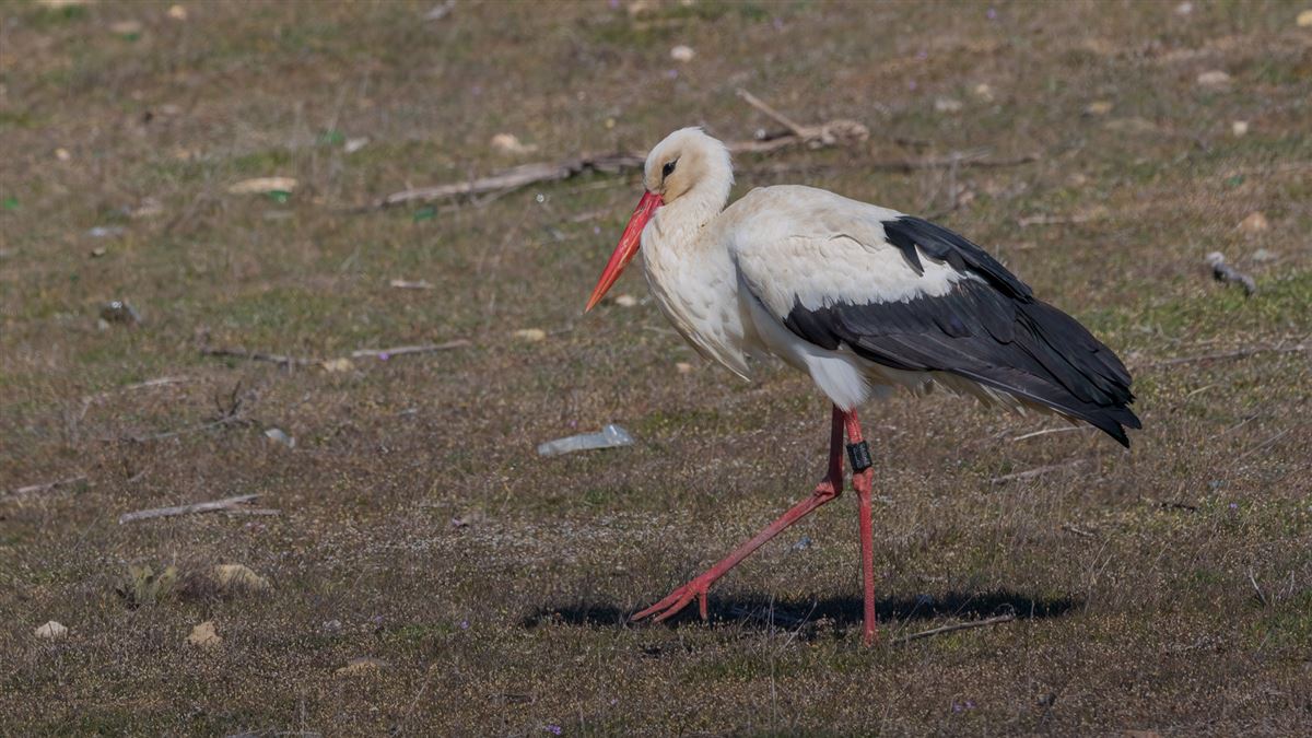 White Stork