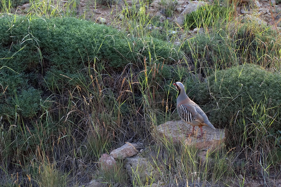 Chukar Partridge