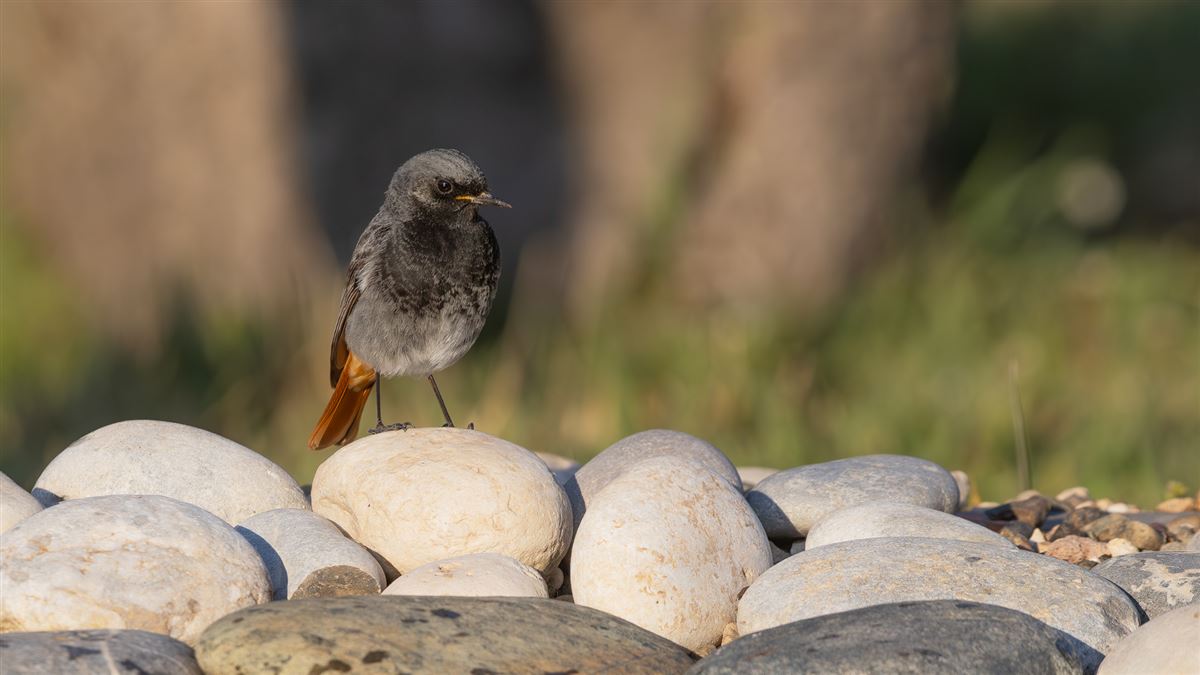 Black Redstart