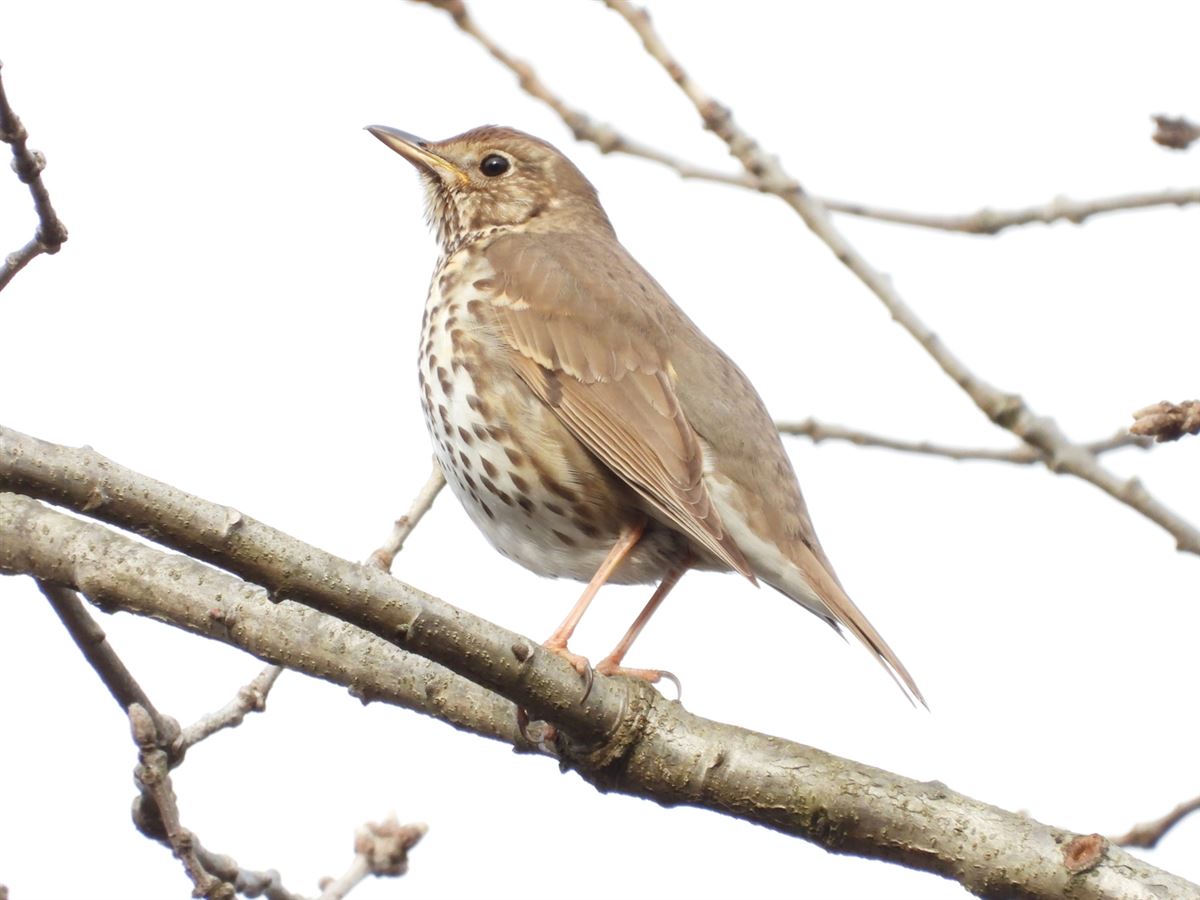 Song Thrush