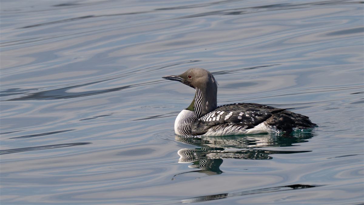 Black-throated Loon