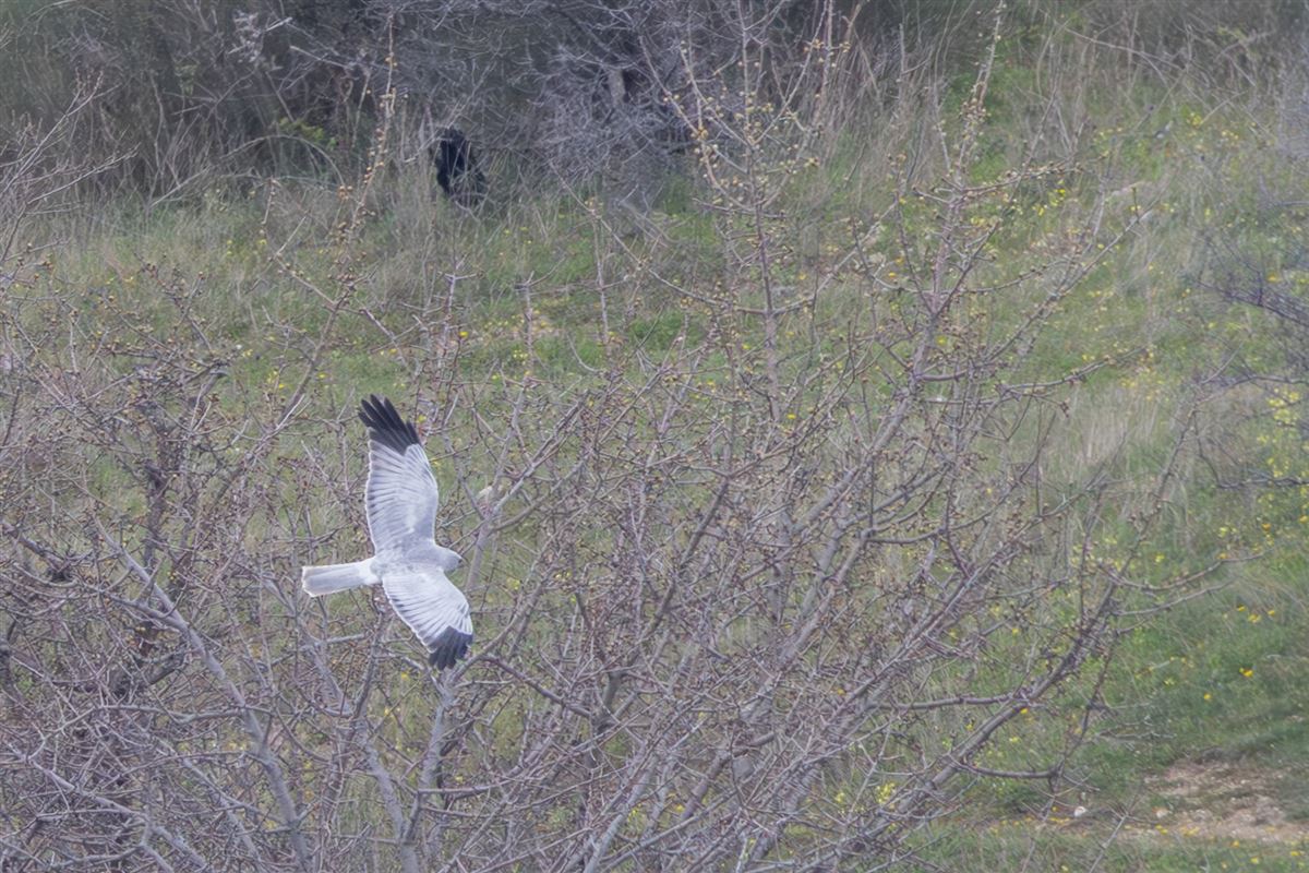 Hen Harrier