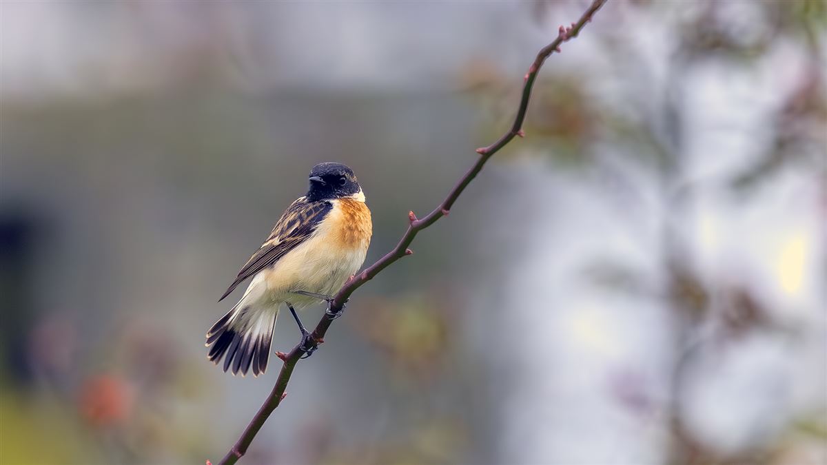 Siberian Stonechat