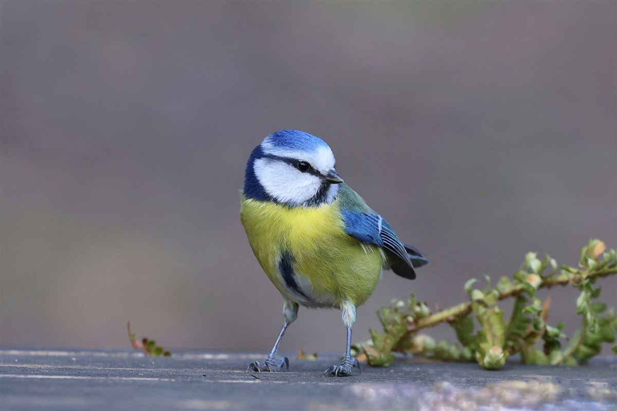 Eurasian Blue Tit