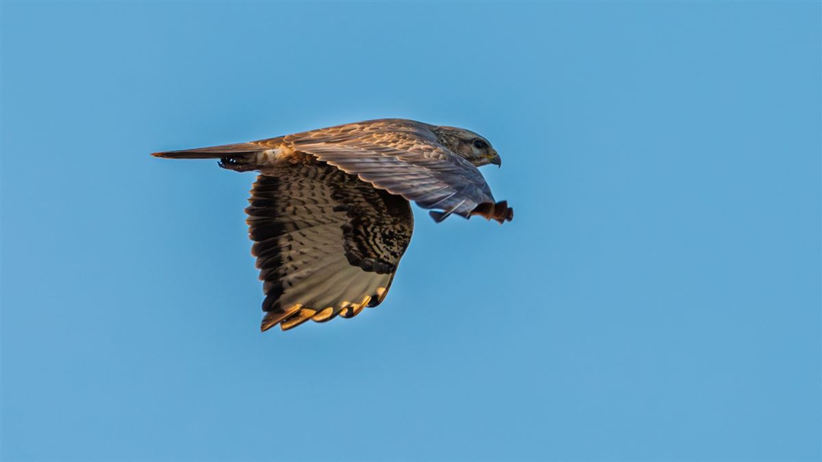 Common Buzzard