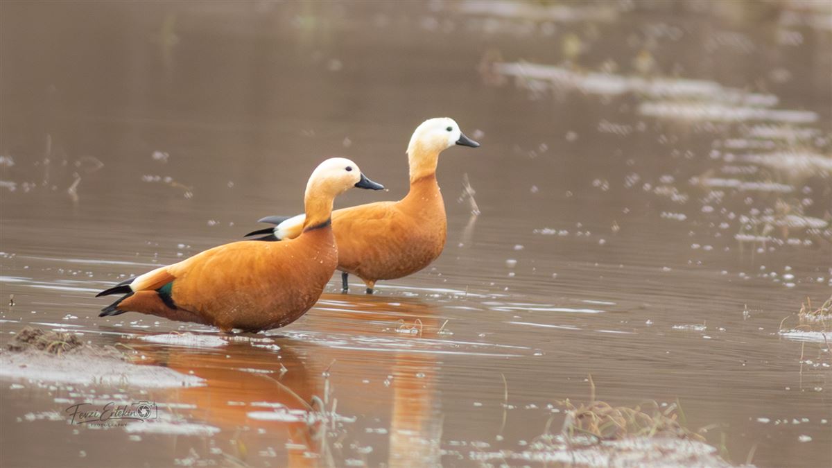 Ruddy Shelduck