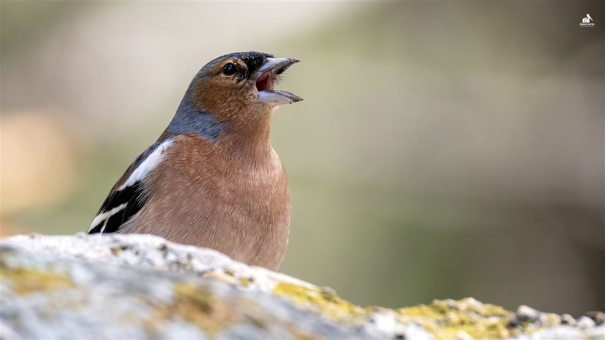 Eurasian Chaffinch
