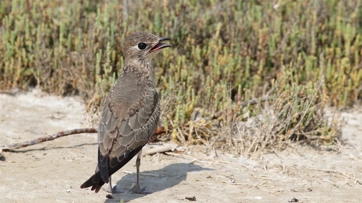 Collared Pratincole