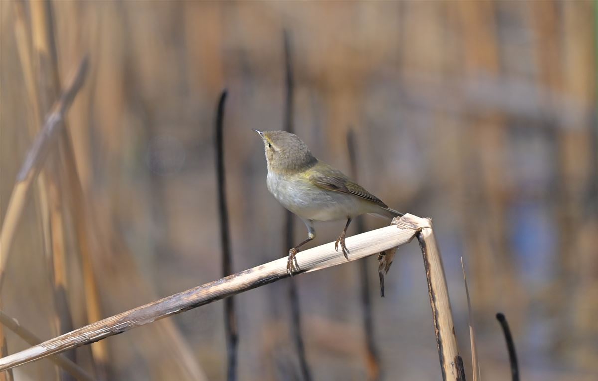 Common Chiffchaff