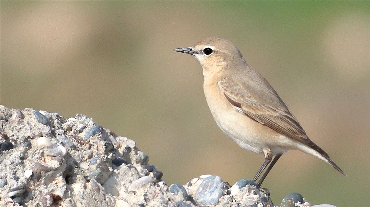 Isabelline Wheatear
