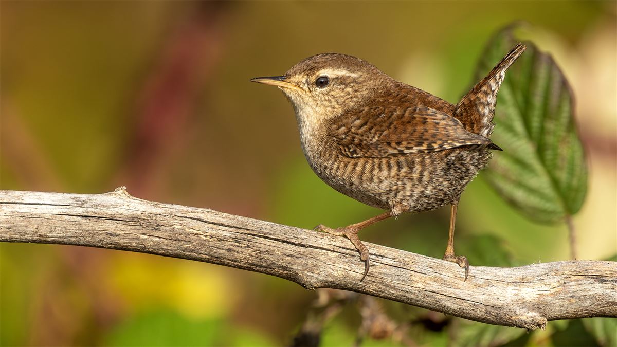 Eurasian Wren