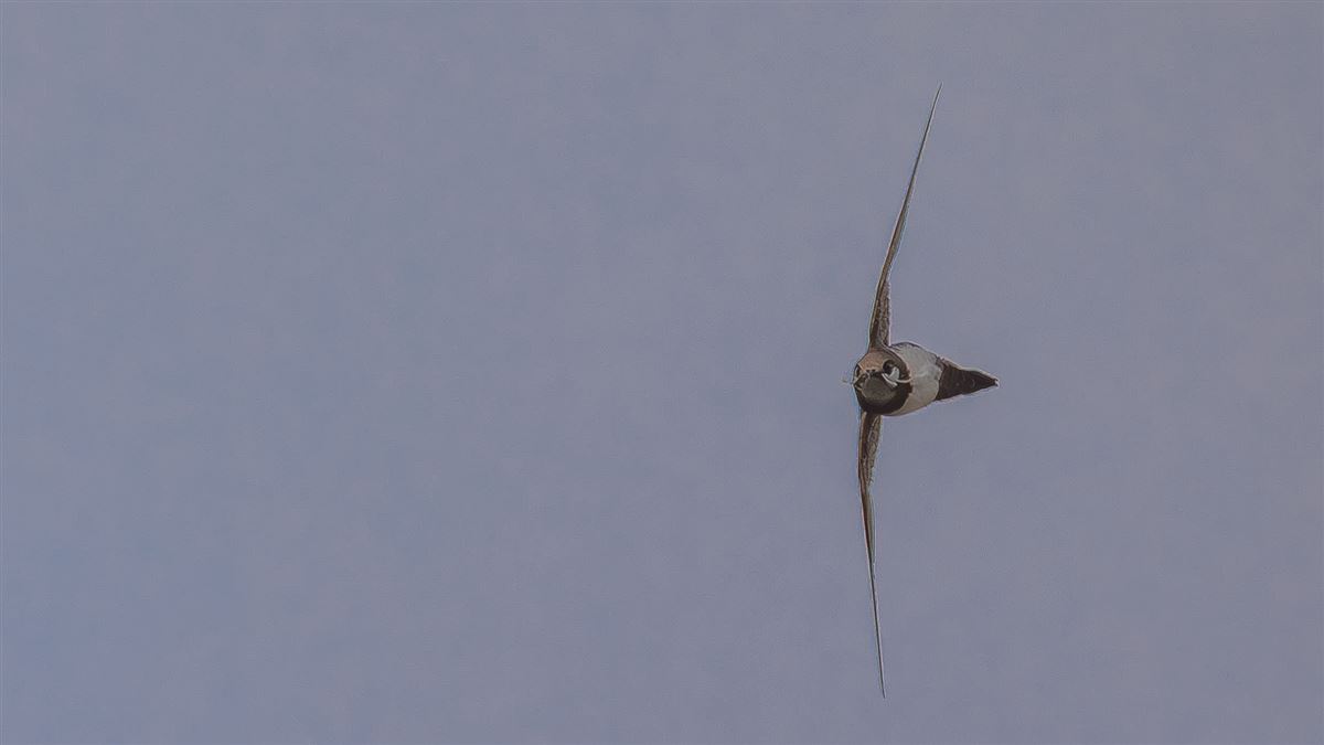 Alpine Swift
