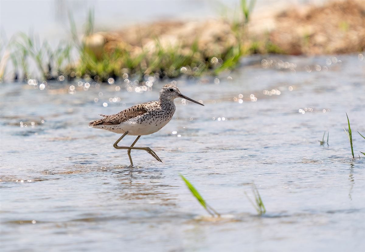 Marsh Sandpiper