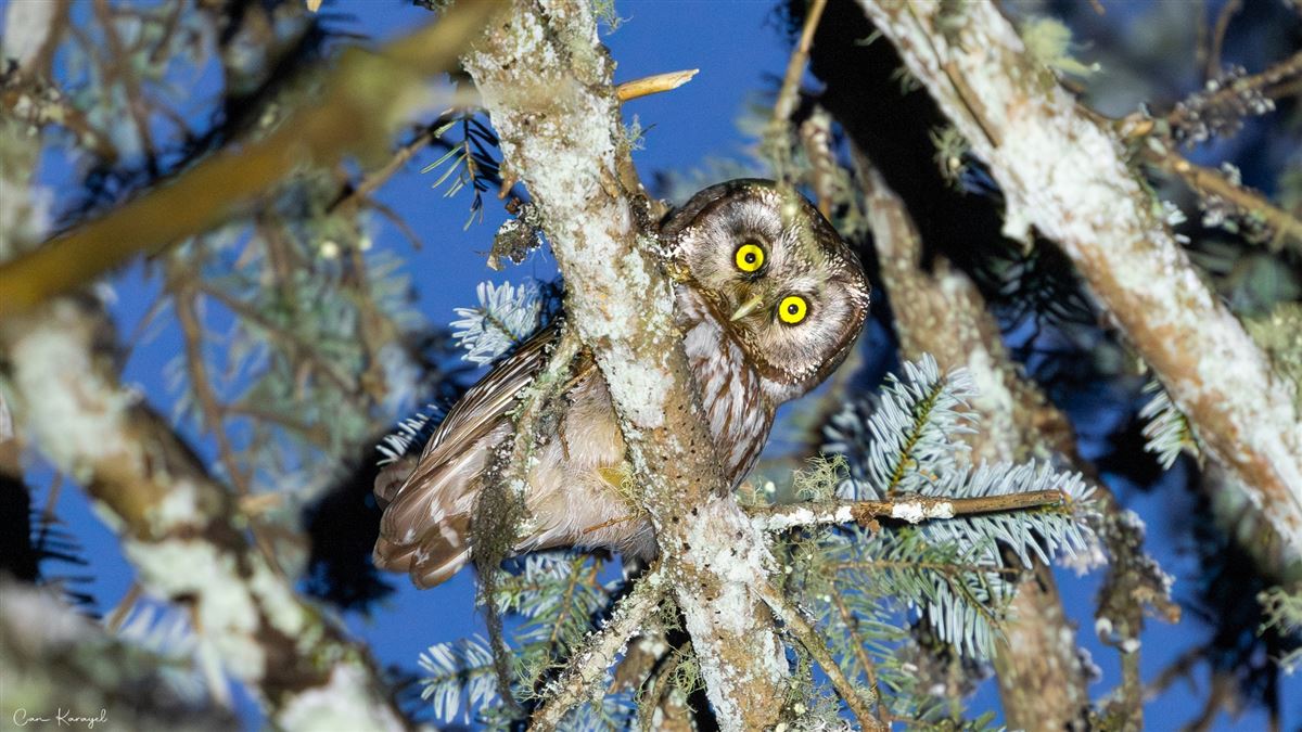 Boreal Owl