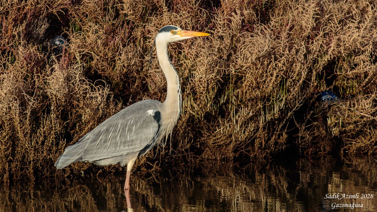 Grey Heron