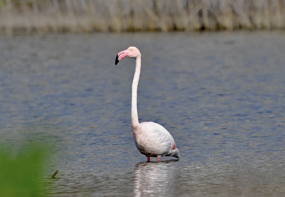 Greater Flamingo