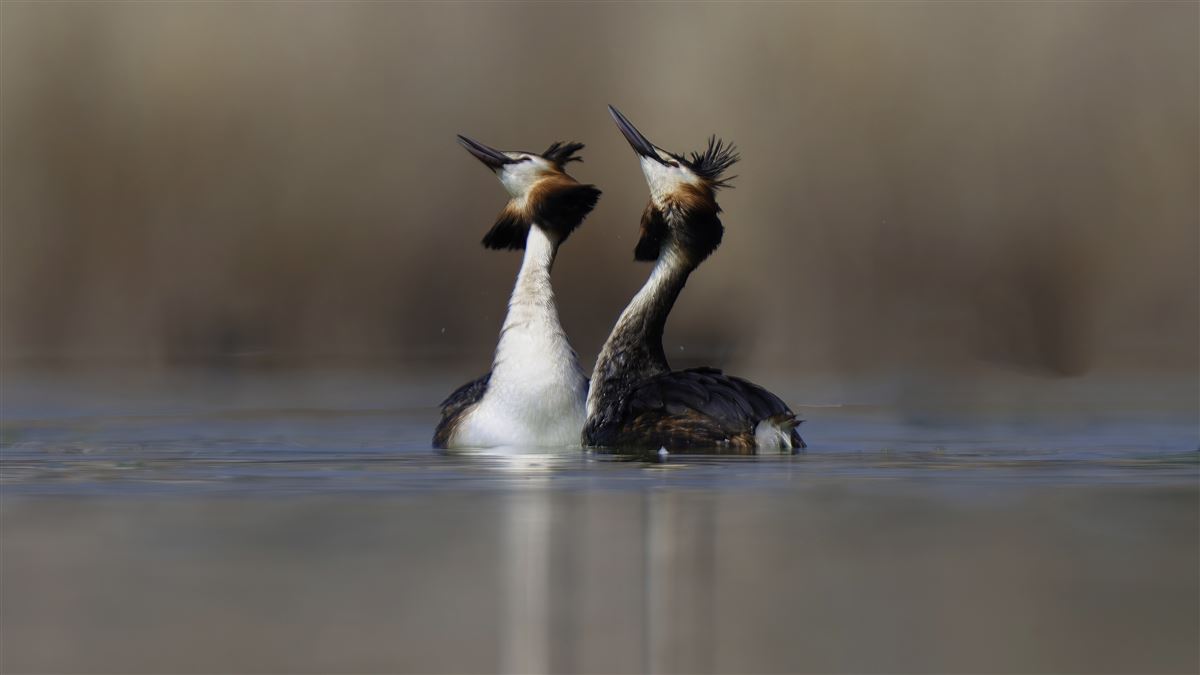 Great Crested Grebe