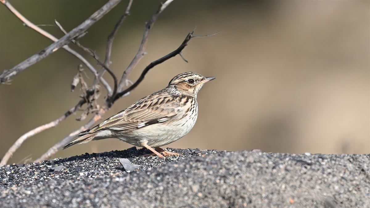 Woodlark