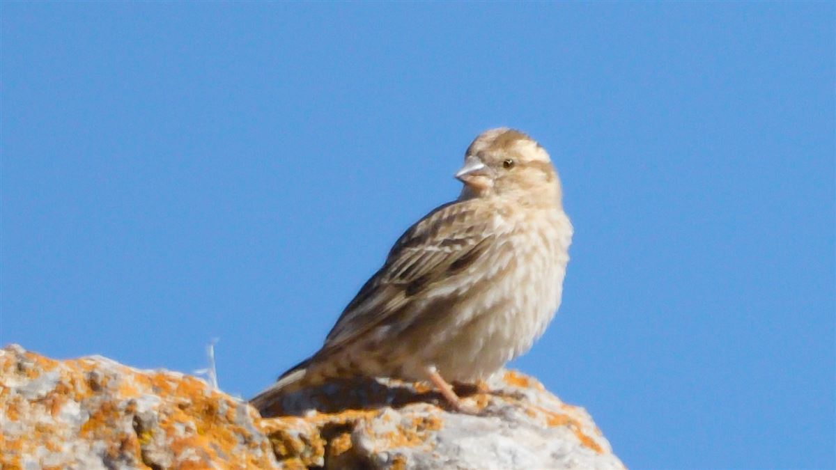 Rock Sparrow