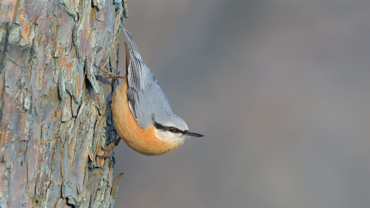 Eurasian Nuthatch