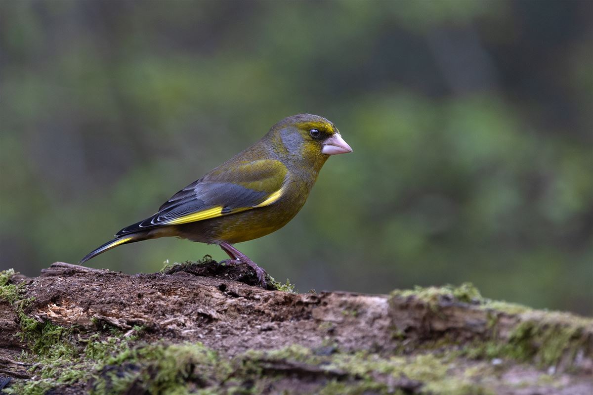 European Greenfinch
