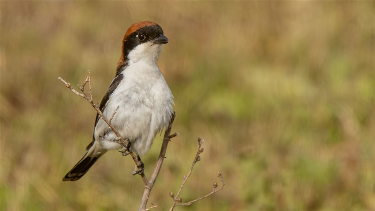 Woodchat Shrike