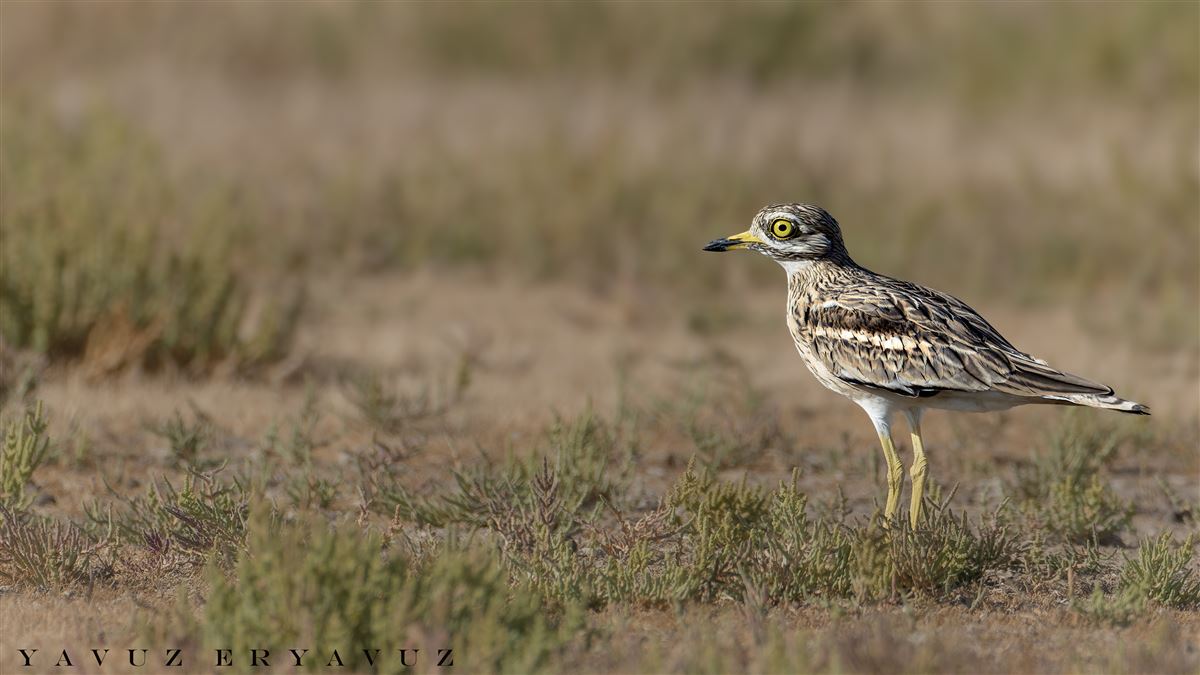 Eurasian Stone-curlew