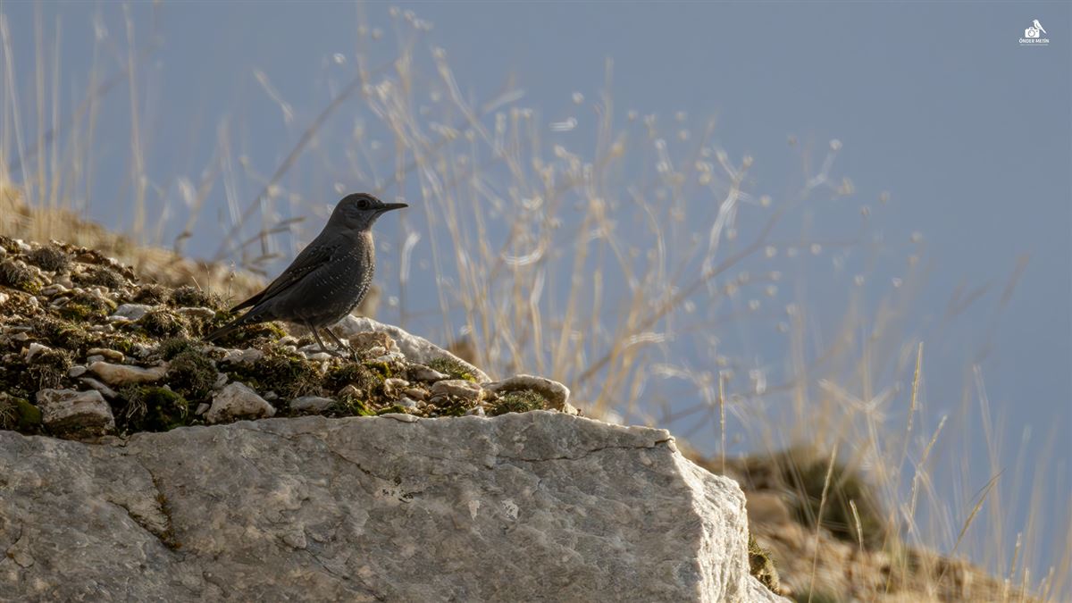Blue Rock Thrush