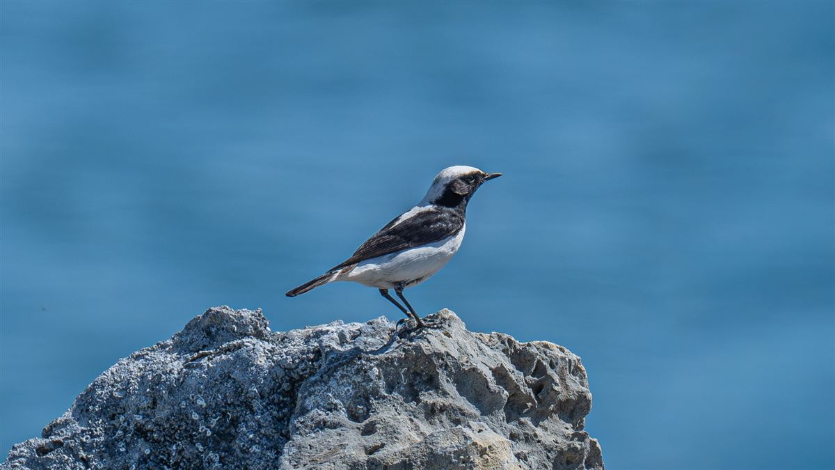 Finsch`s Wheatear