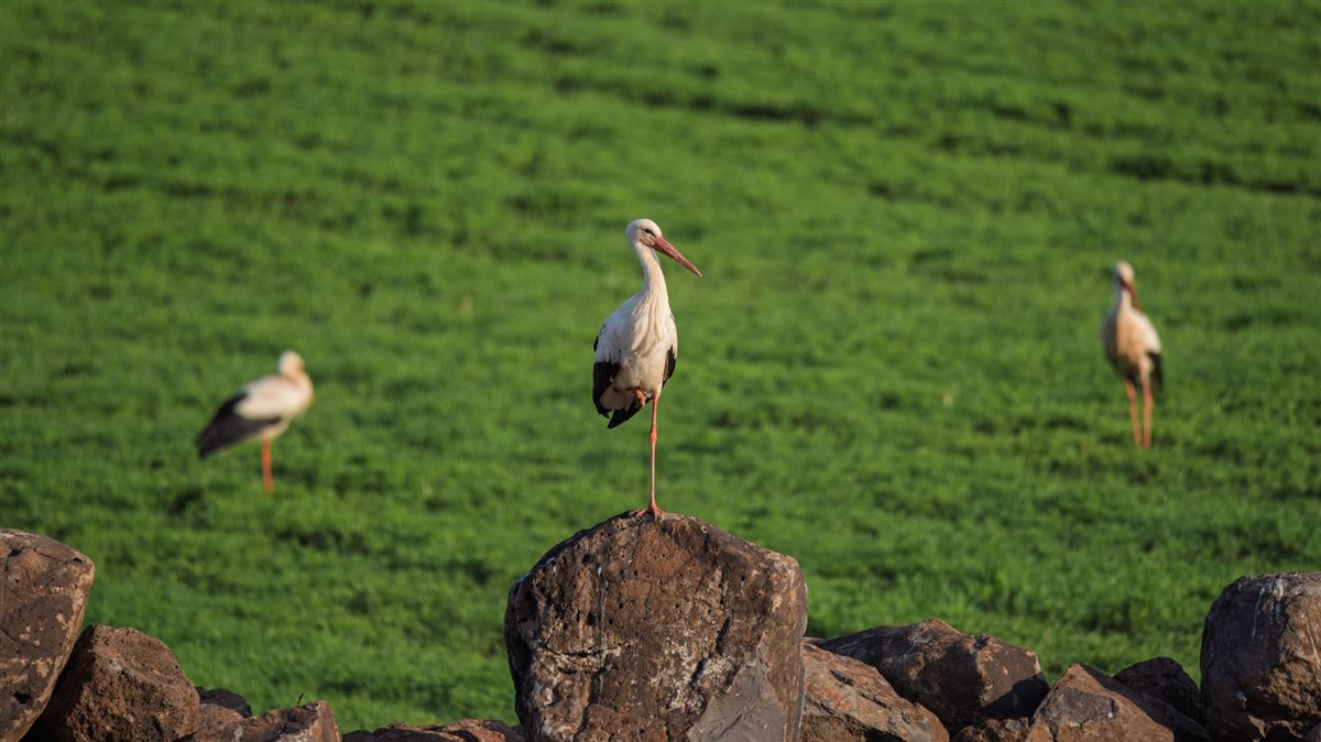White Stork
